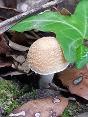 Amanita pantherina