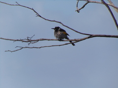 Phylidonyris novaehollandiae