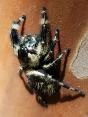 Phidippus otiosus