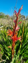 Watsonia