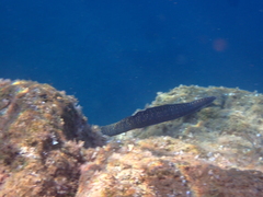 Muraena helena