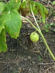 Podophyllum peltatum