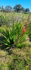 Watsonia