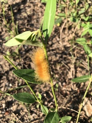 Pygarctia