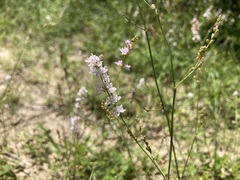 Boerhavia xantii