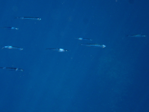 Brfun (Atherina hepsetus)