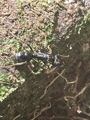 Paltothyreus tarsatus