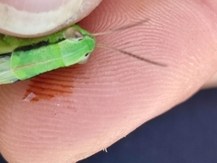 Mecostethus parapleurus