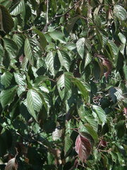 Prunus serrulata