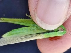 Mecostethus parapleurus