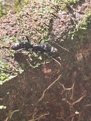Paltothyreus tarsatus