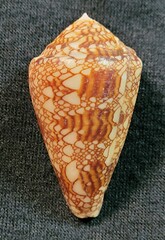 Conus dalli