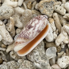 Oliva miniacea