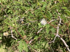 Mimosa tricephala