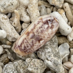 Oliva miniacea