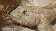 Gobius cobitis