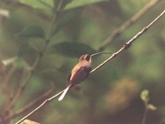Phaethornis mexicanus