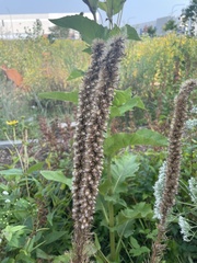 Liatris pycnostachya