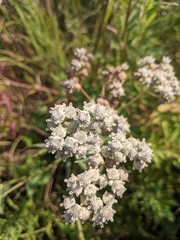 Parthenium
