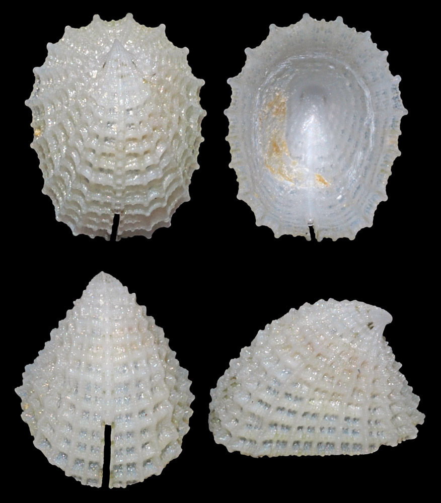 Slit-limpets