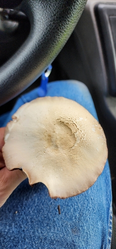 Agaricus arvensis image