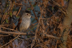 Thamnophilus torquatus