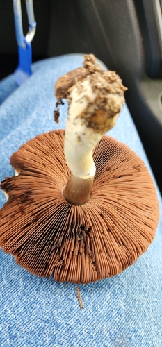 Agaricus arvensis image