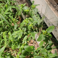 Synedrella nodiflora