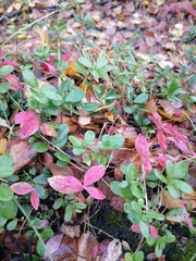 Vaccinium vitis-idaea
