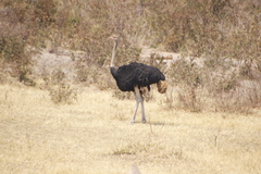 Struthio camelus australis