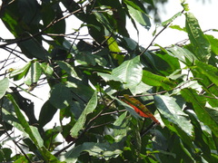 Pogoniulus scolopaceus