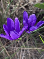 Babiana angustifolia