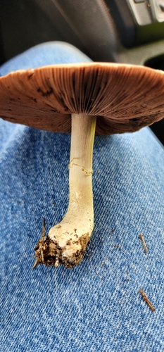 Agaricus arvensis image