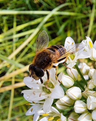 Orange-spined Drone Fly, Leens, Borg Verhildersum, 9965 TH Leens, Nederland, photo 7 of 10