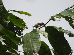 Pogoniulus scolopaceus