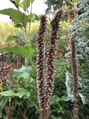 Liatris pycnostachya