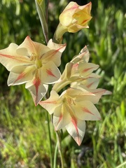 Gladiolus
