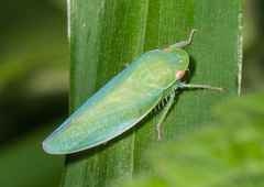 Gyponana