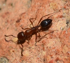 Monomorium salomonis