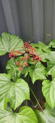 Clerodendrum paniculatum