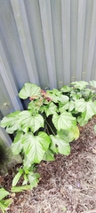 Clerodendrum paniculatum