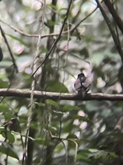 Smithornis rufolateralis