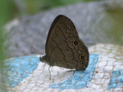Hermeuptychia hermes