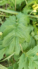 Valeriana officinalis