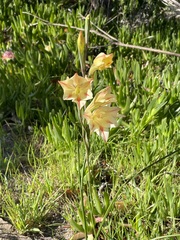 Gladiolus
