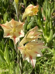 Gladiolus