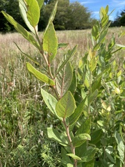 Vaccinioideae