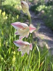 Gladiolus