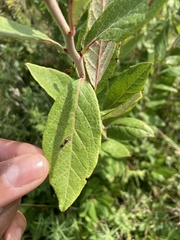 Vaccinioideae