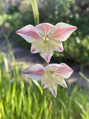 Gladiolus